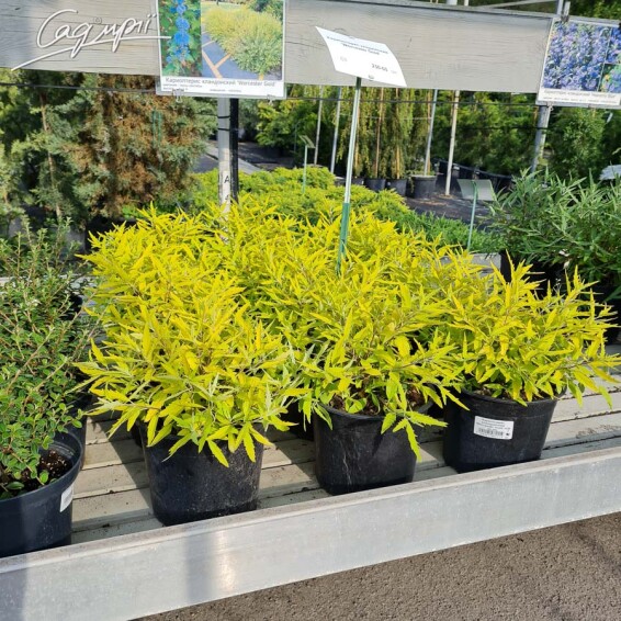 Кариоптерис кландонский 'Worcester Gold' #1, С2,C3 40-50 - 4 Кариоптерис кландонский 'Worcester Gold' #1, С2,C3 40-50 - 4