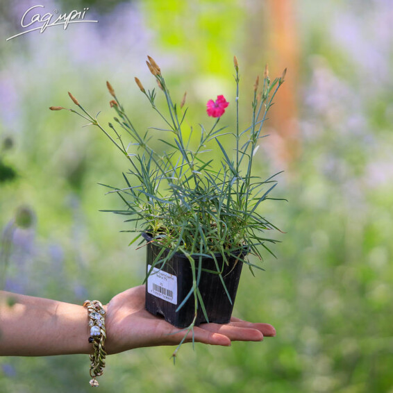 Гвоздика сірувато-блакитна 'Badenia' #1, p9 - - 3 Гвоздика сірувато-блакитна 'Badenia' #1, p9 - - 3