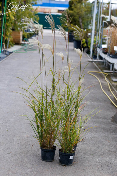 Мискантус китайский 'Strictus' - 6