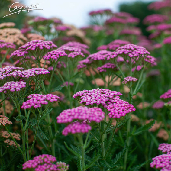 Тысячелистник гибридный 'Tutti Frutti 'Pink Grapefruit' ®' - 8 Тысячелистник гибридный 'Tutti Frutti 'Pink Grapefruit' ®' - 8