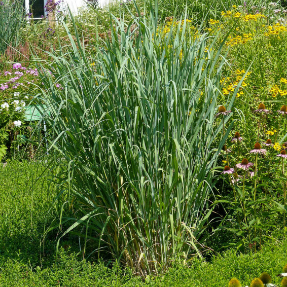 Просо вербовидне 'Dallas Blues' - 6 Просо вербовидне 'Dallas Blues' - 6