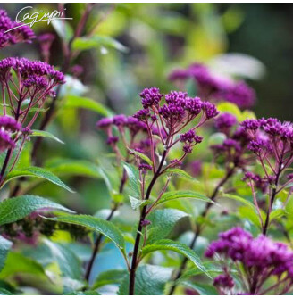 Сідач плямистий 'Red Dwarf'®