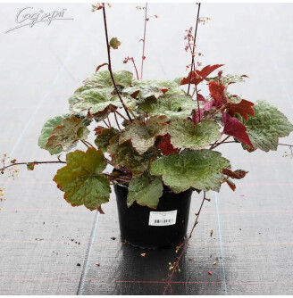 Гейхера дрібноквіткова 'Palace Purple'