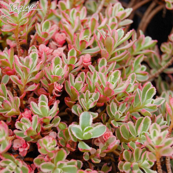 Очиток несправжній Variegatum #1, p9 - - 3