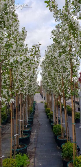 Яблуня 'Madonna' - 5