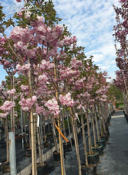 Сакура дрібнозубчаста 'Pink Perfection' #2, C32 10--12 300-350 St. 1/2 - 8