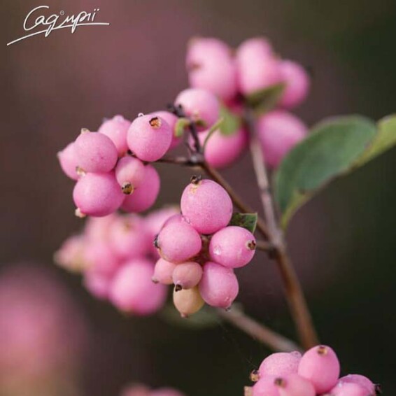 Снігоягідник Доренбоза 'Amethyst' - 1