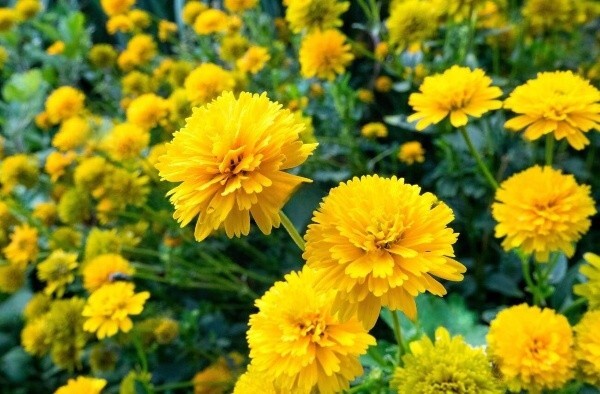 Геліопсис - розумний вибір для вашого саду