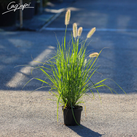 Перистощетинник лисохвостный - 3