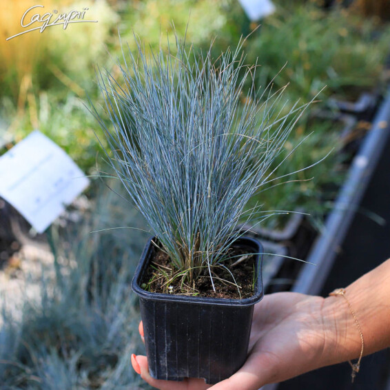 Костриця попеляста 'Blauglut', p9 - - 4 Костриця попеляста 'Blauglut', p9 - - 4