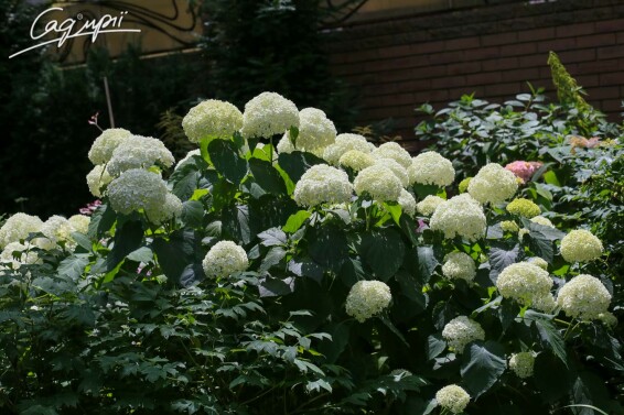 Гортензия древовидная 'Annabelle' - 8