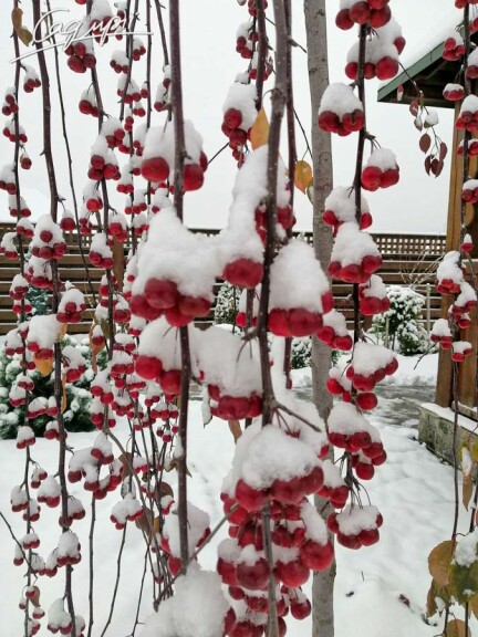 Яблоня плакучая 'Royal Beauty' - 9