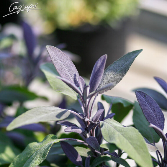 Шавлія лікарська 'Purpurascens' - 5 Шавлія лікарська 'Purpurascens' - 5