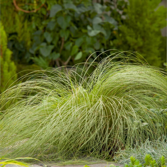 Осока волосоподібна 'Frosted Curls' #1, С2 - - 1