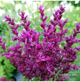 Шавлія лісова 'Schwellenburg'