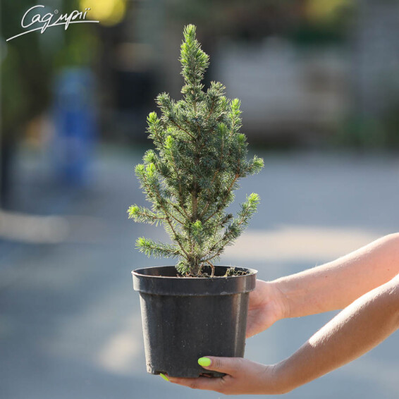 Ялина сиза 'Conica' #2, C110 - 100-125 - - 6