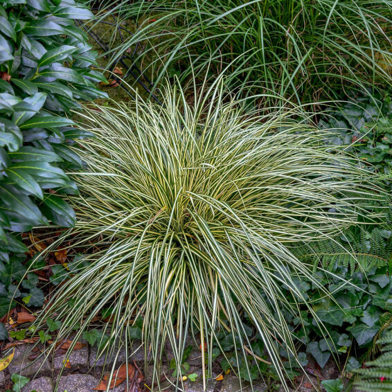 Осока охіменська 'Evergold' - 3