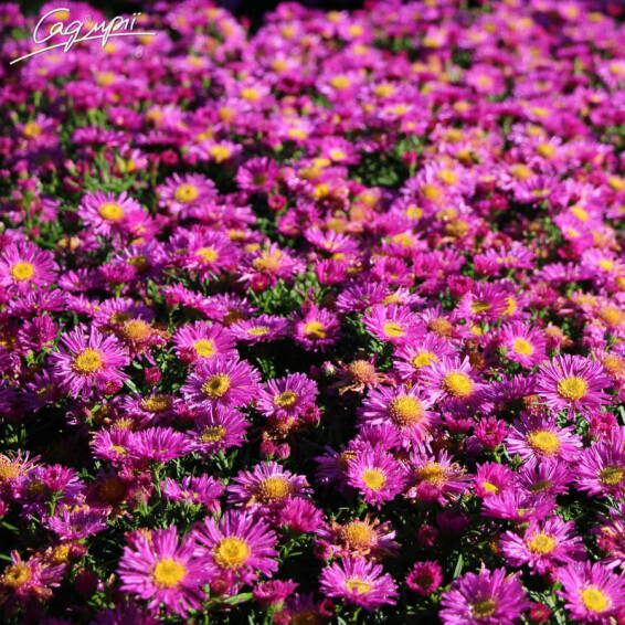 Астра кустарниковая 'Kassel' - 3 Астра кустарниковая 'Kassel' - 3