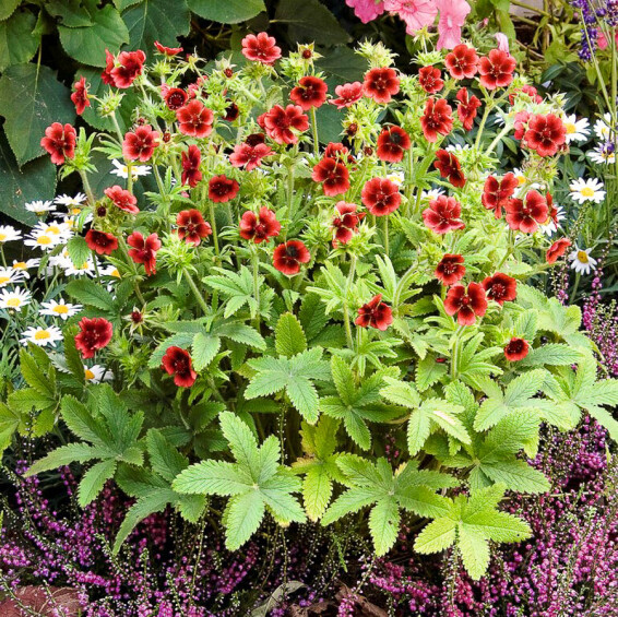 Лапчатка Тонга 'Monarch Velvet' - 3