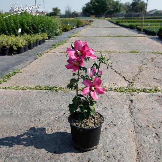 Гибискус сирийский 'Woodbridge' - 3