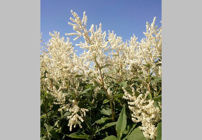 Горець мінливий - найкрасивіший квітучий багаторічник