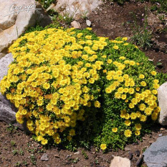 Делосперма 'Yellow Ice Plant' - 2