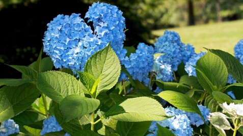 Гортензия - украшение Вашего сада