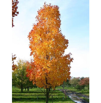 Клен червоний 'Scanlon'