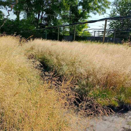 Декоративні злаки – справжня знахідка для садівника