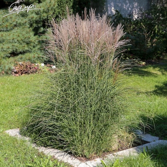 Мискантус китайский 'Graziella', C3 - - 4