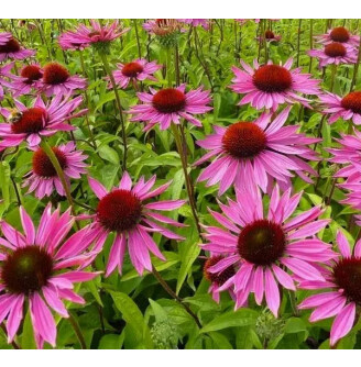 Ехінацея пурпурна 'Ruby Giant'