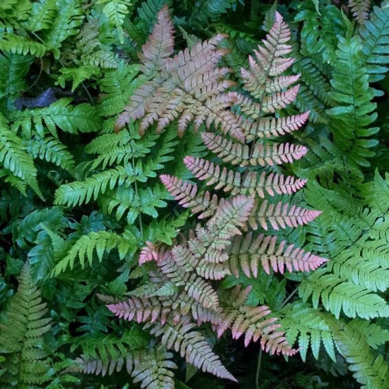 Щитник (папороть) червоносорусовий - 5