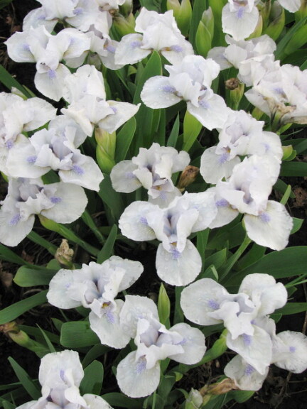 Ірис карликовий 'Cool It' - 1