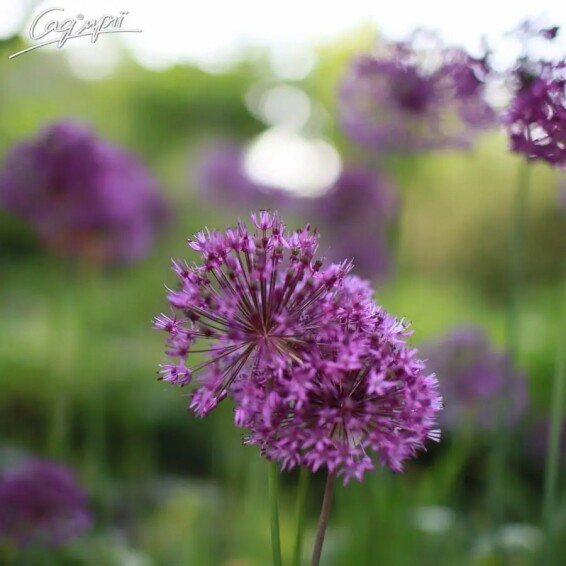 Цибуля духмяна з фіолетовими квітами - 6