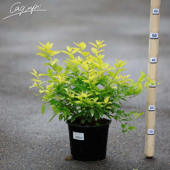 Форзиція 'Goldrausch' - 2