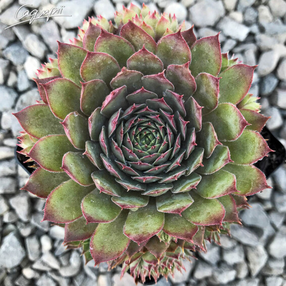 Молодило гибридное 'Donarosse' - 1