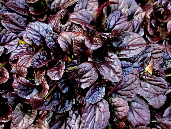 Горлянка повзуча 'Mahogany' - 1 Горлянка повзуча 'Mahogany' - 1