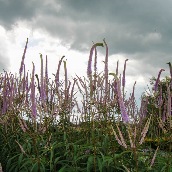 Вероникаструм виргинский 'Fascination' - 9 Вероникаструм виргинский 'Fascination' - 9