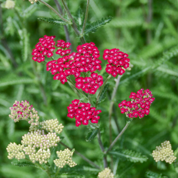 Тысячелистник гибридный 'Cassis' #1, ГК - - 5