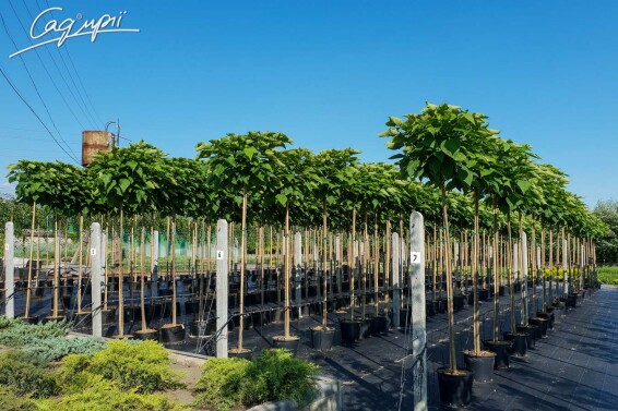 Катальпа бигнониевидная 'Nana' #2, С110 16--18 225-250 St. 200-225 - 3