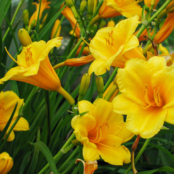 Лилейник 'Stella d'Oro' - 6