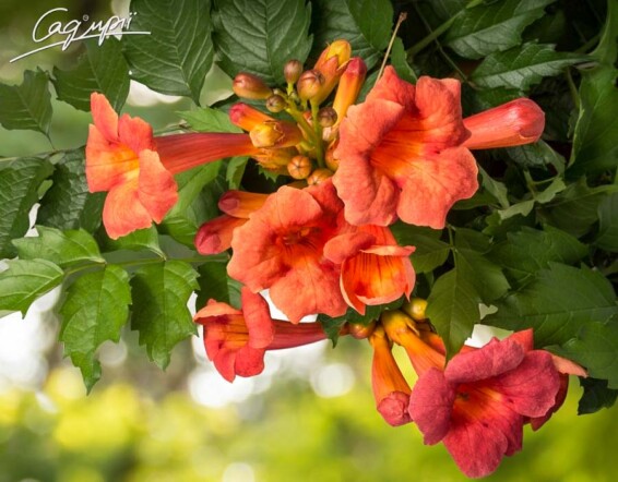 Кампсіс укорінливий 'Ursynow' - 4 Кампсіс укорінливий 'Ursynow' - 4