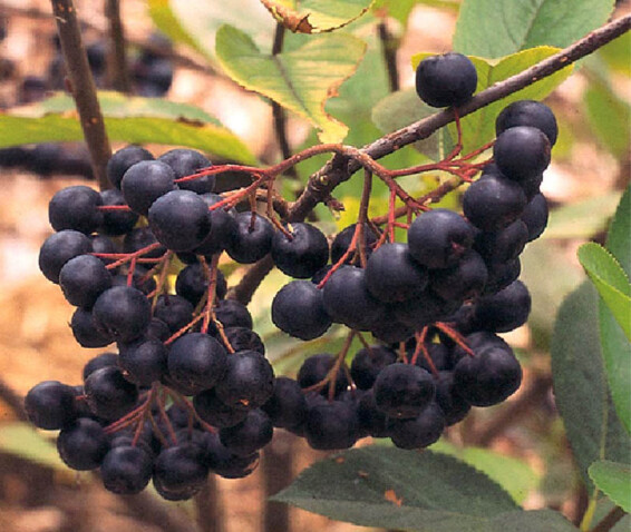 Горобина чорноплідна - 1