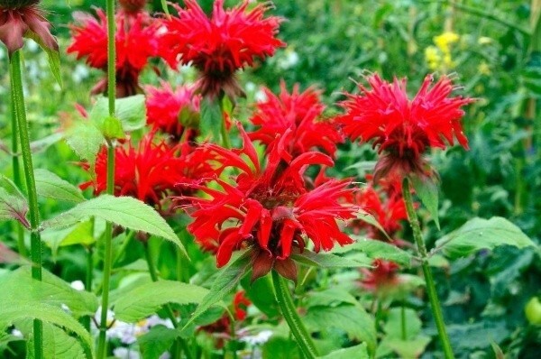 Монарда "Gardenview Scarlet": яркий цветок для вкусных чаев