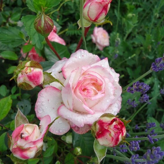 Троянда чайно-гібридна 'Honore de Balzac' - 1 Троянда чайно-гібридна 'Honore de Balzac' - 1