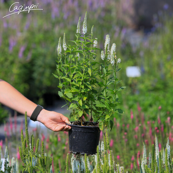 Вероника длиннолистная 'White' - 1