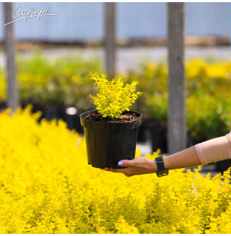 Барбарис Тунберга 'Aurea'