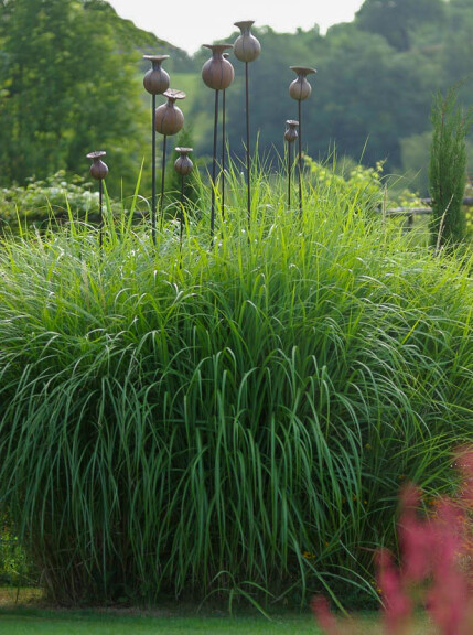 Міскантус китайський 'Gracillimus', C3 - - 8