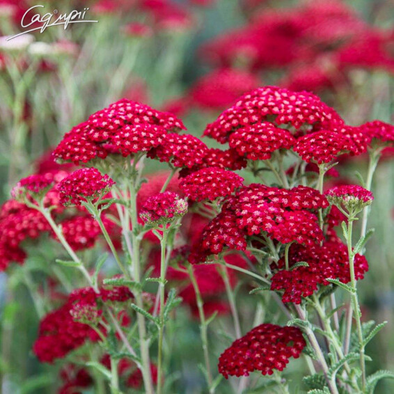 Тысячелистник гибридный 'Red Velvet', C1 - - 3