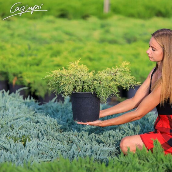 Можжевельник средний 'King of Spring' - 3